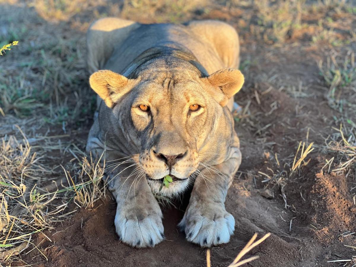 Simba Safaris African Pride Exotic Lodge Lephalale Exteriör bild