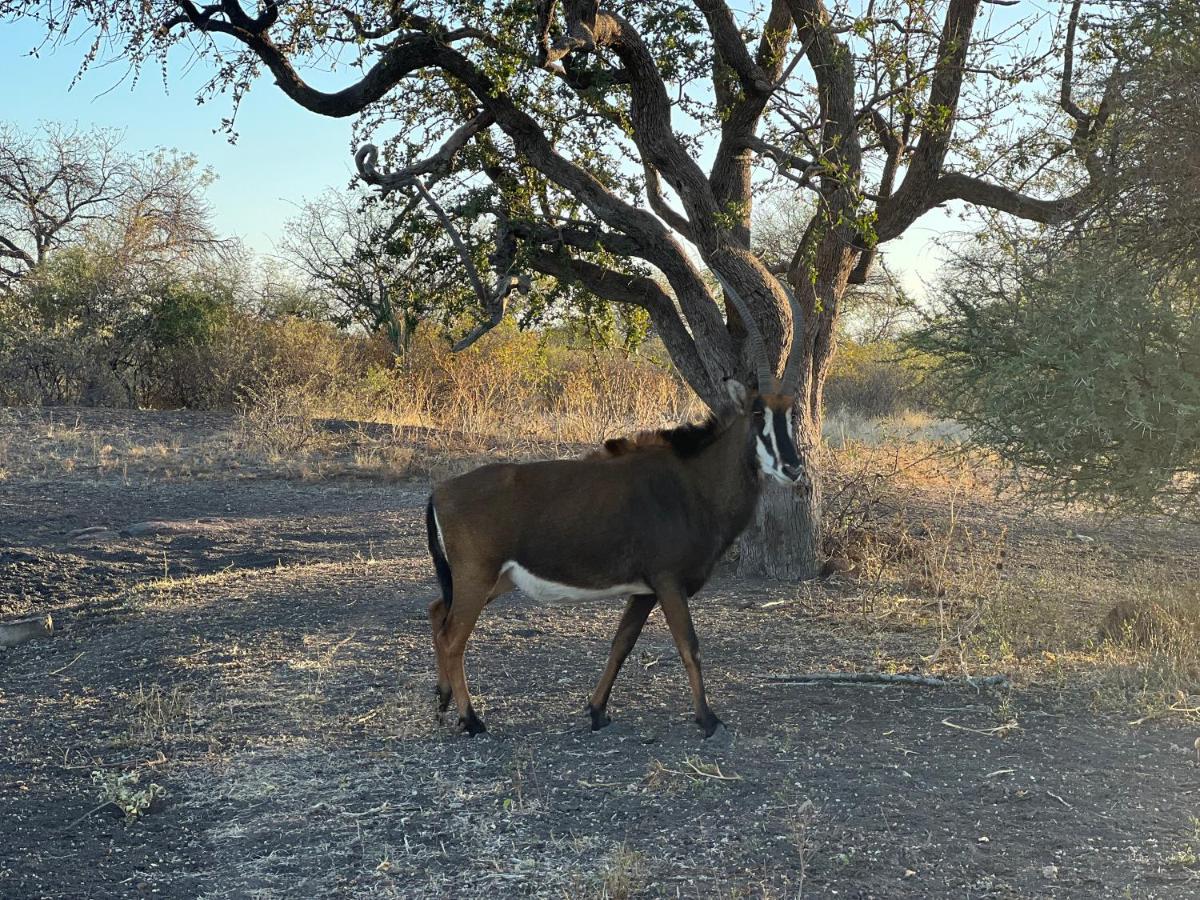 Simba Safaris African Pride Exotic Lodge Lephalale Exteriör bild