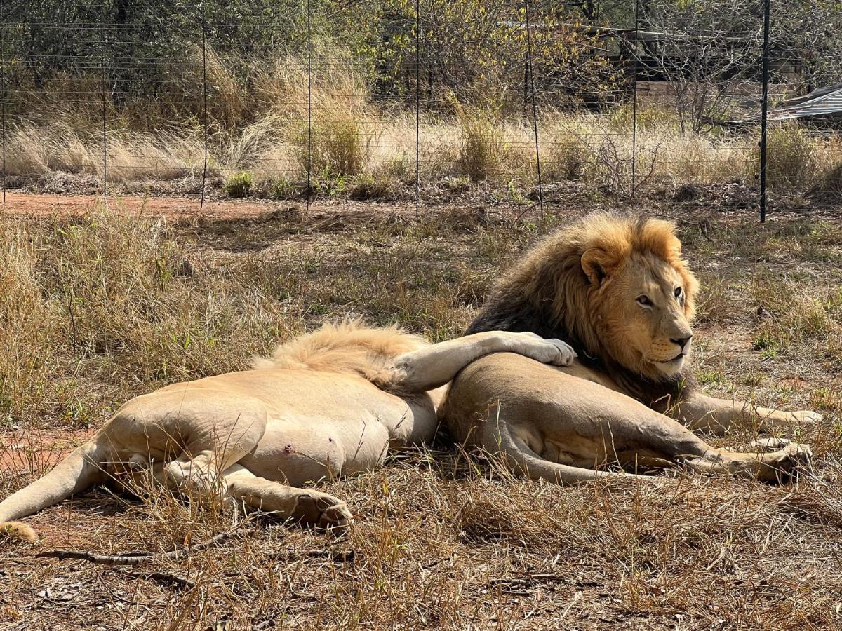 Simba Safaris African Pride Exotic Lodge Lephalale Exteriör bild