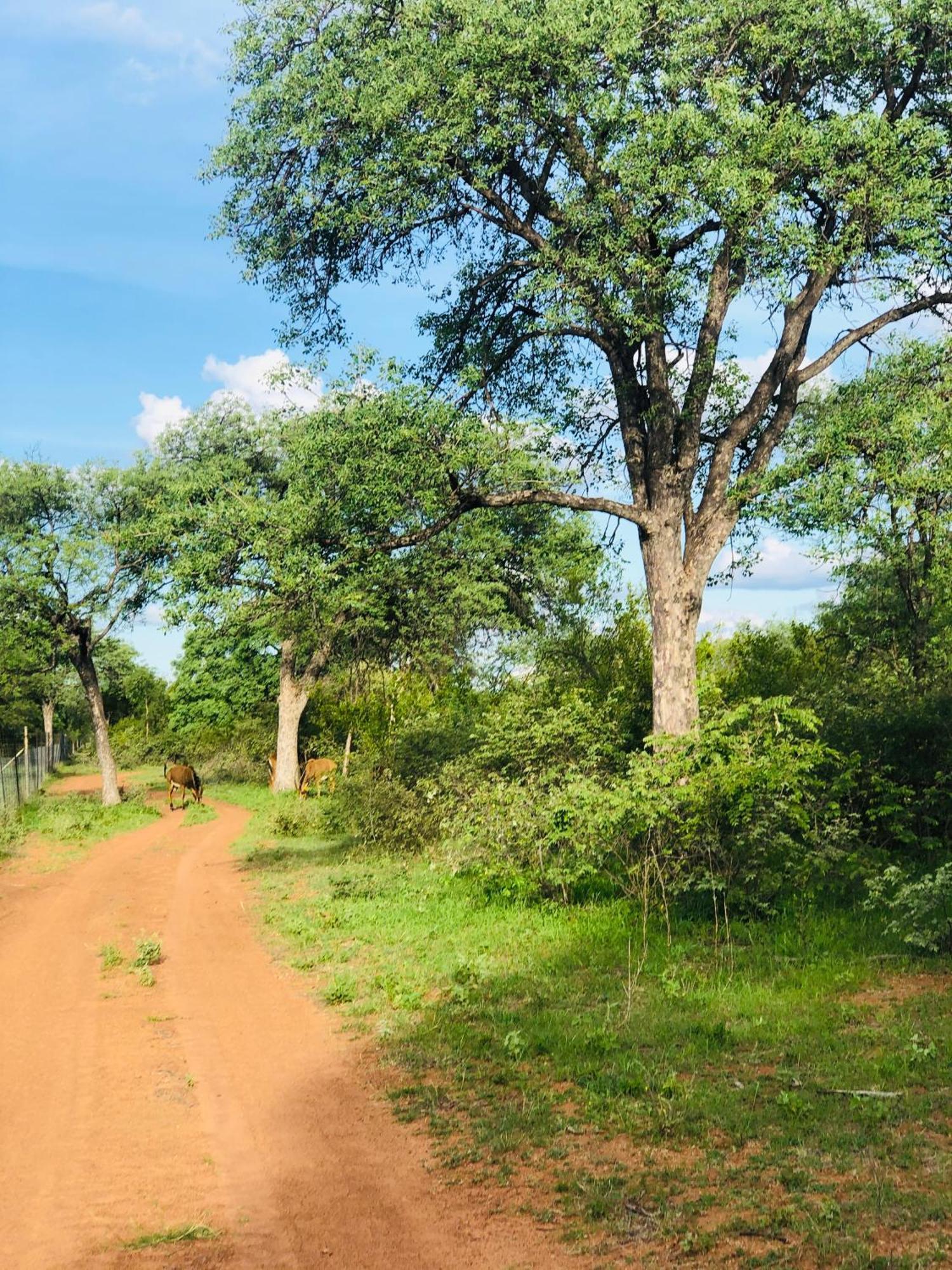 Simba Safaris African Pride Exotic Lodge Lephalale Exteriör bild