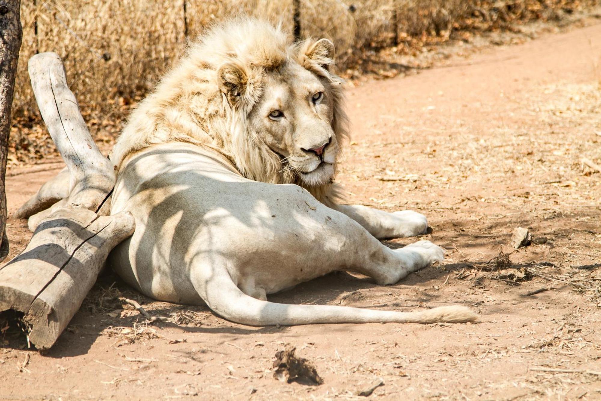 Simba Safaris African Pride Exotic Lodge Lephalale Exteriör bild