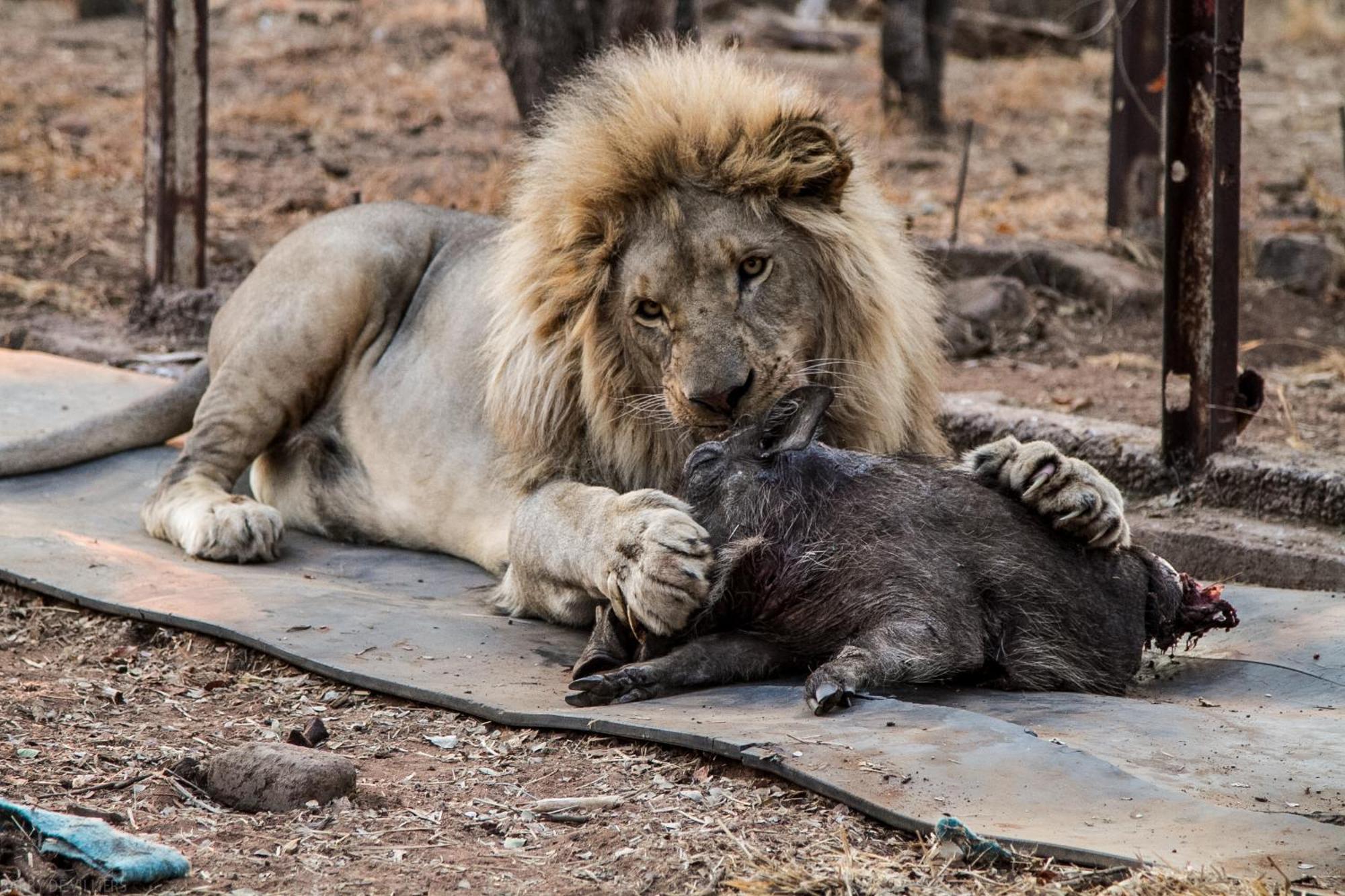 Simba Safaris African Pride Exotic Lodge Lephalale Exteriör bild