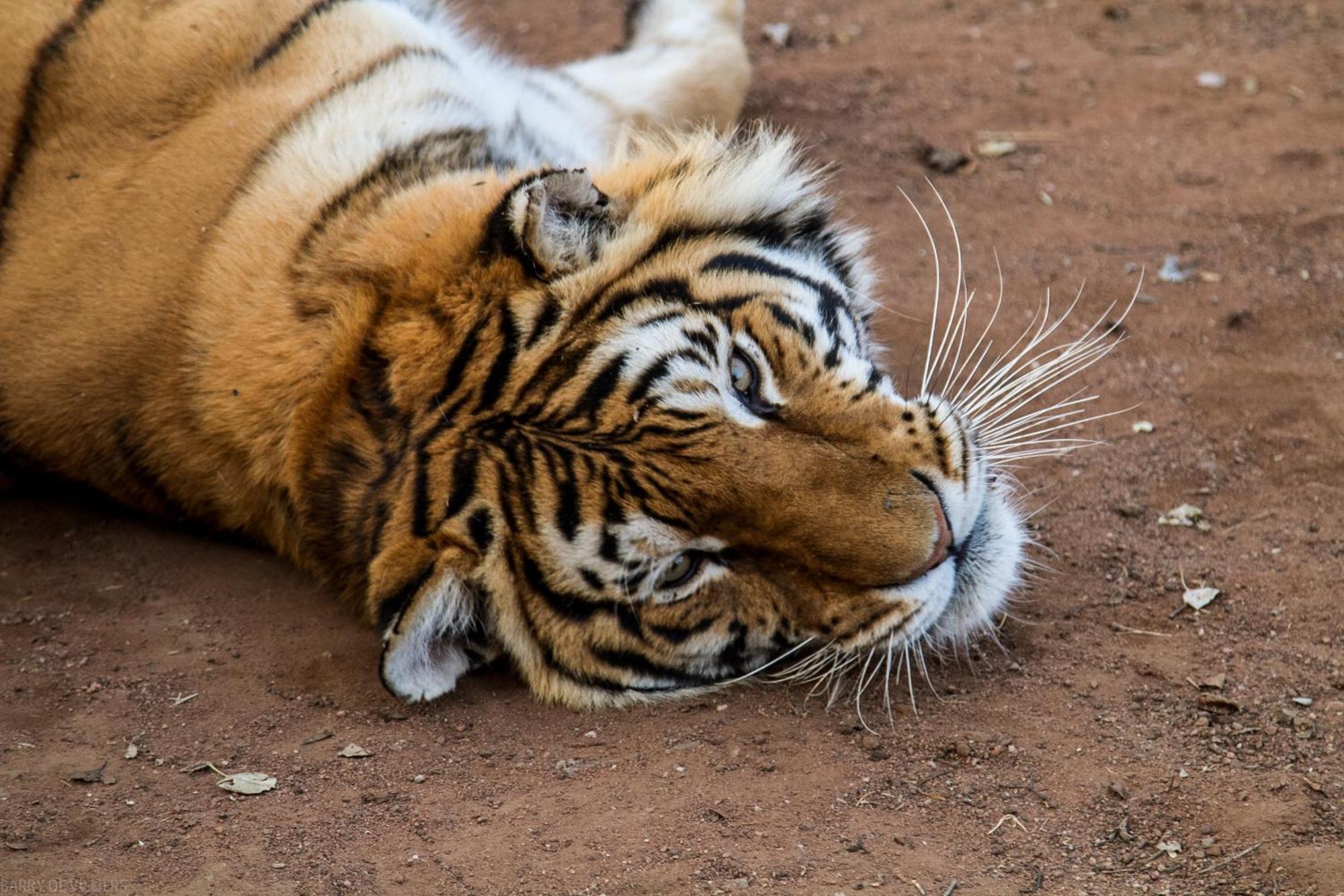 Simba Safaris African Pride Exotic Lodge Lephalale Exteriör bild
