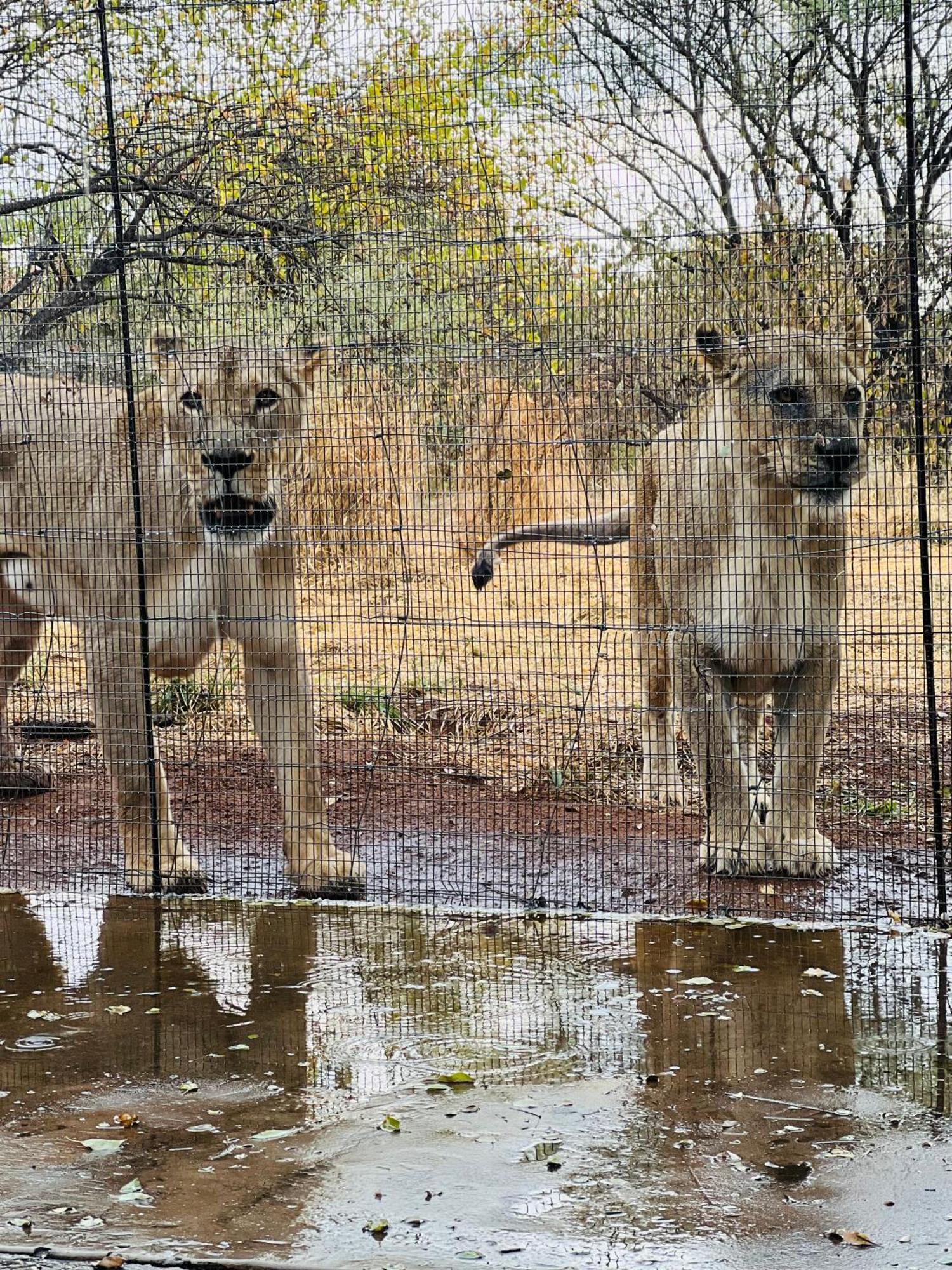 Simba Safaris African Pride Exotic Lodge Lephalale Exteriör bild
