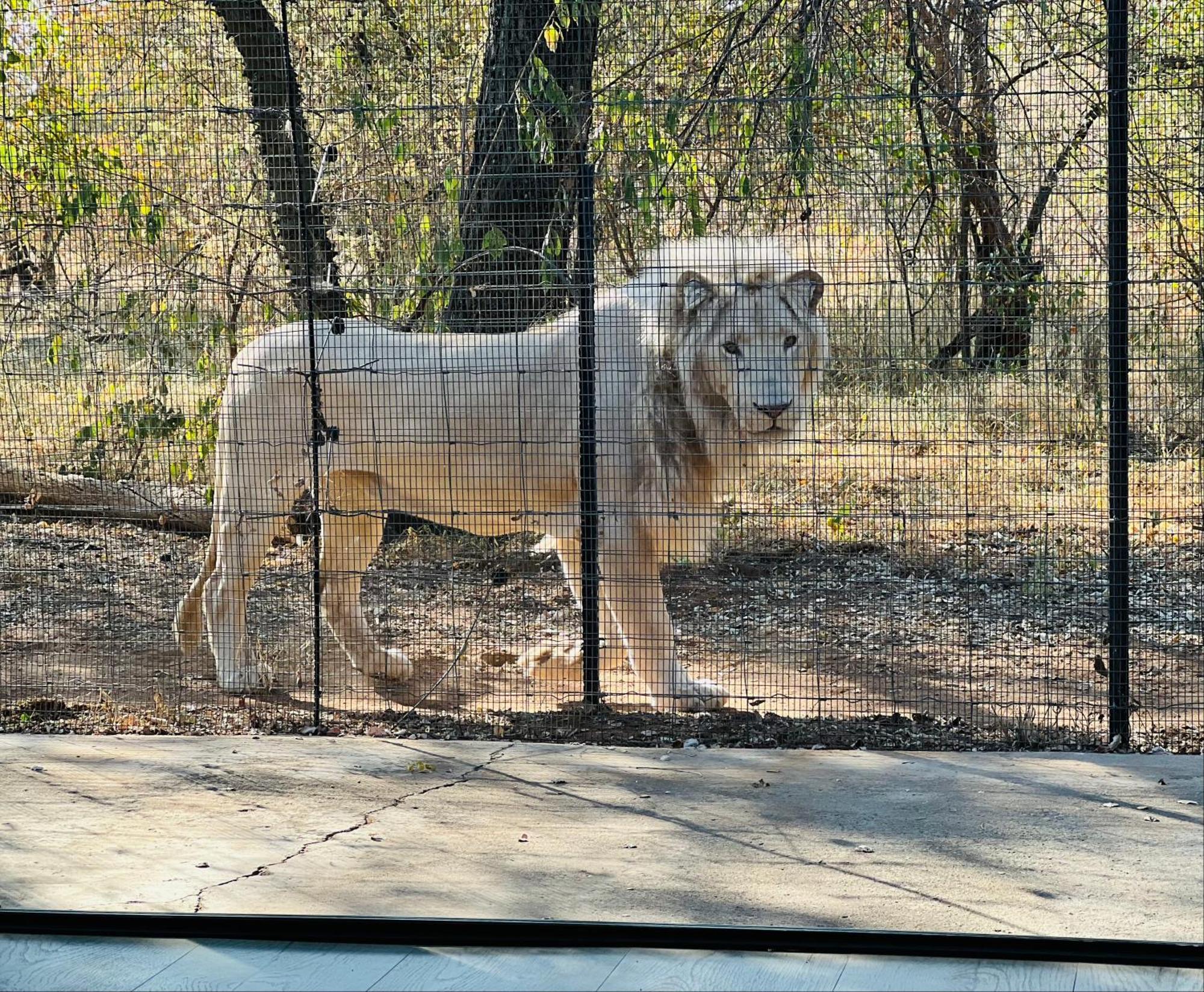 Simba Safaris African Pride Exotic Lodge Lephalale Exteriör bild