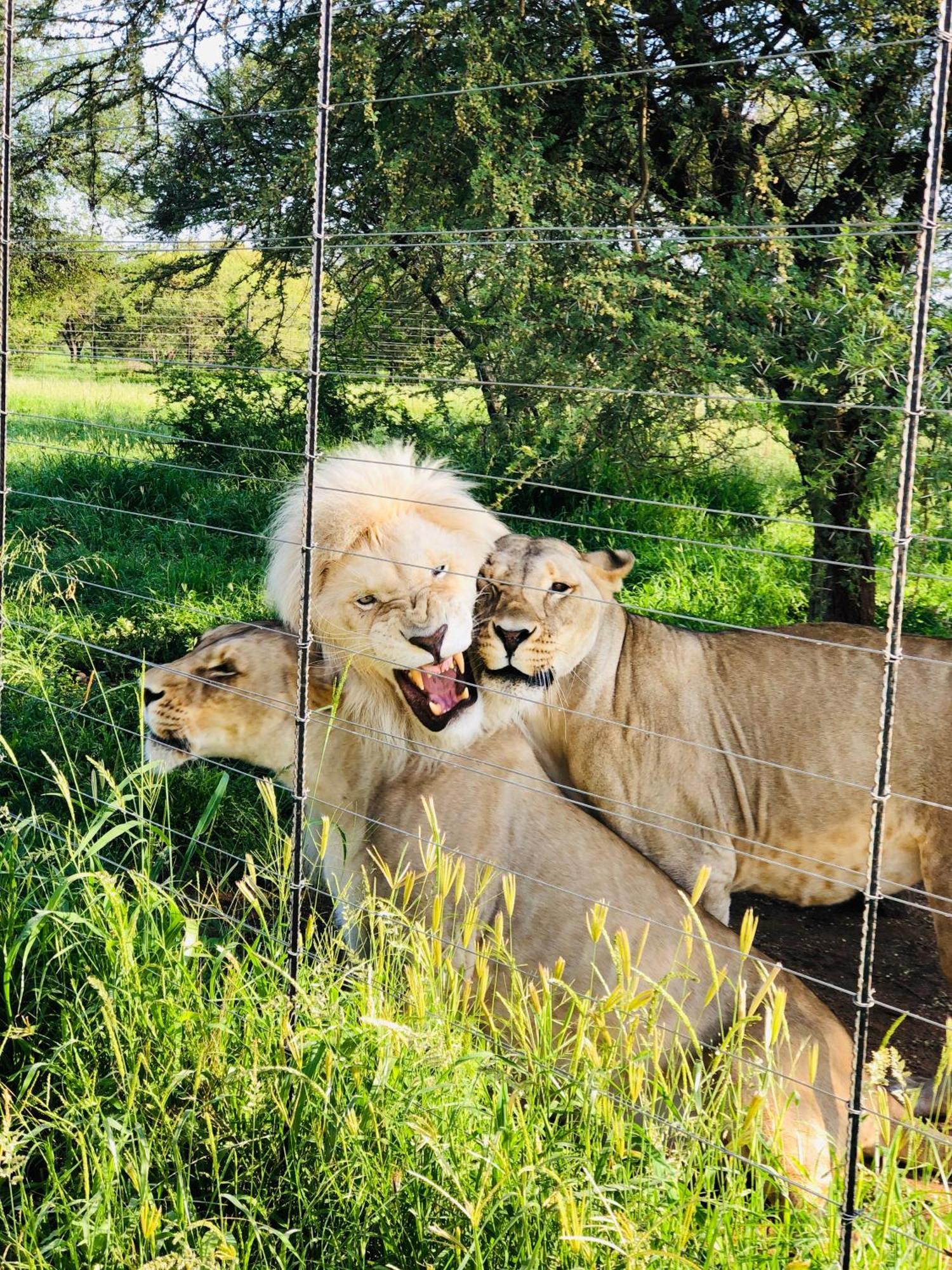 Simba Safaris African Pride Exotic Lodge Lephalale Exteriör bild