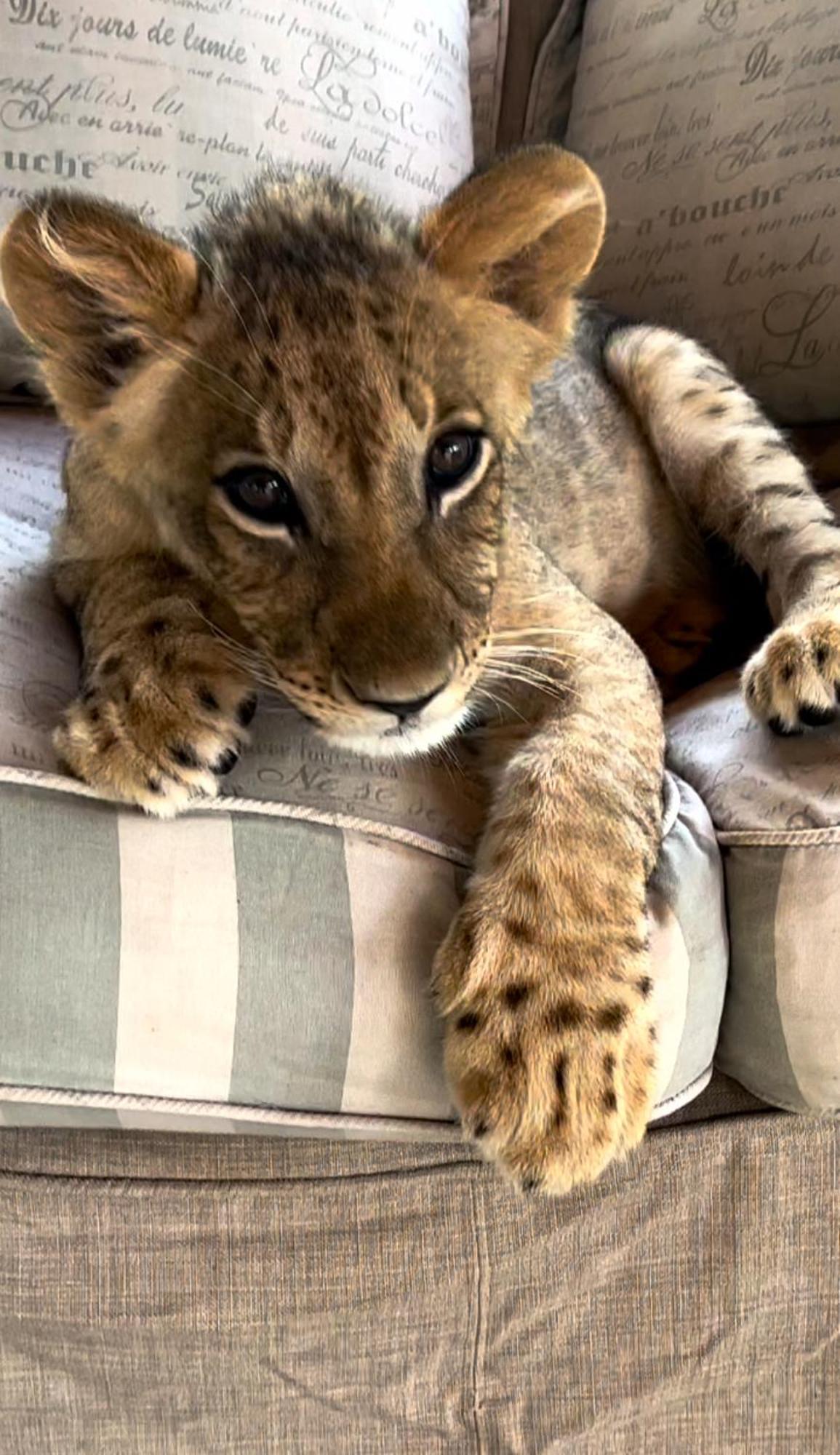Simba Safaris African Pride Exotic Lodge Lephalale Exteriör bild