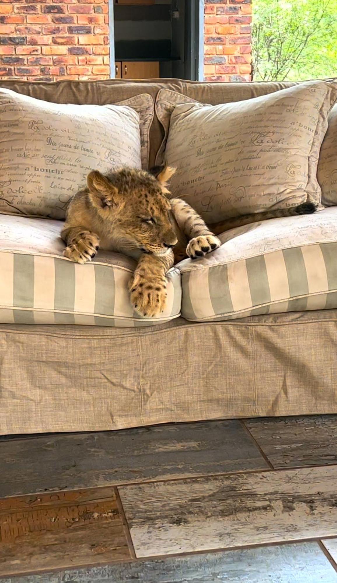 Simba Safaris African Pride Exotic Lodge Lephalale Exteriör bild