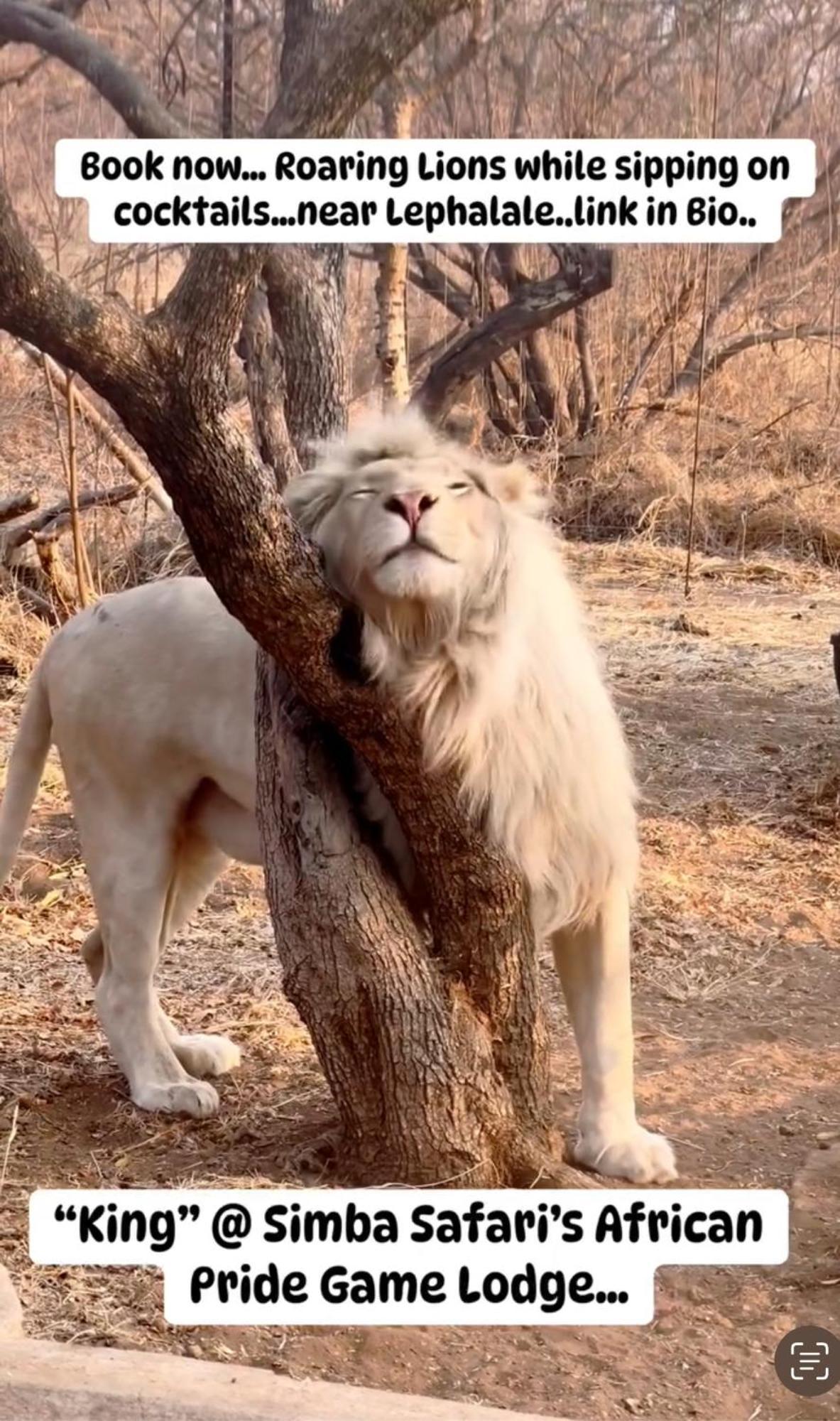 Simba Safaris African Pride Exotic Lodge Lephalale Exteriör bild
