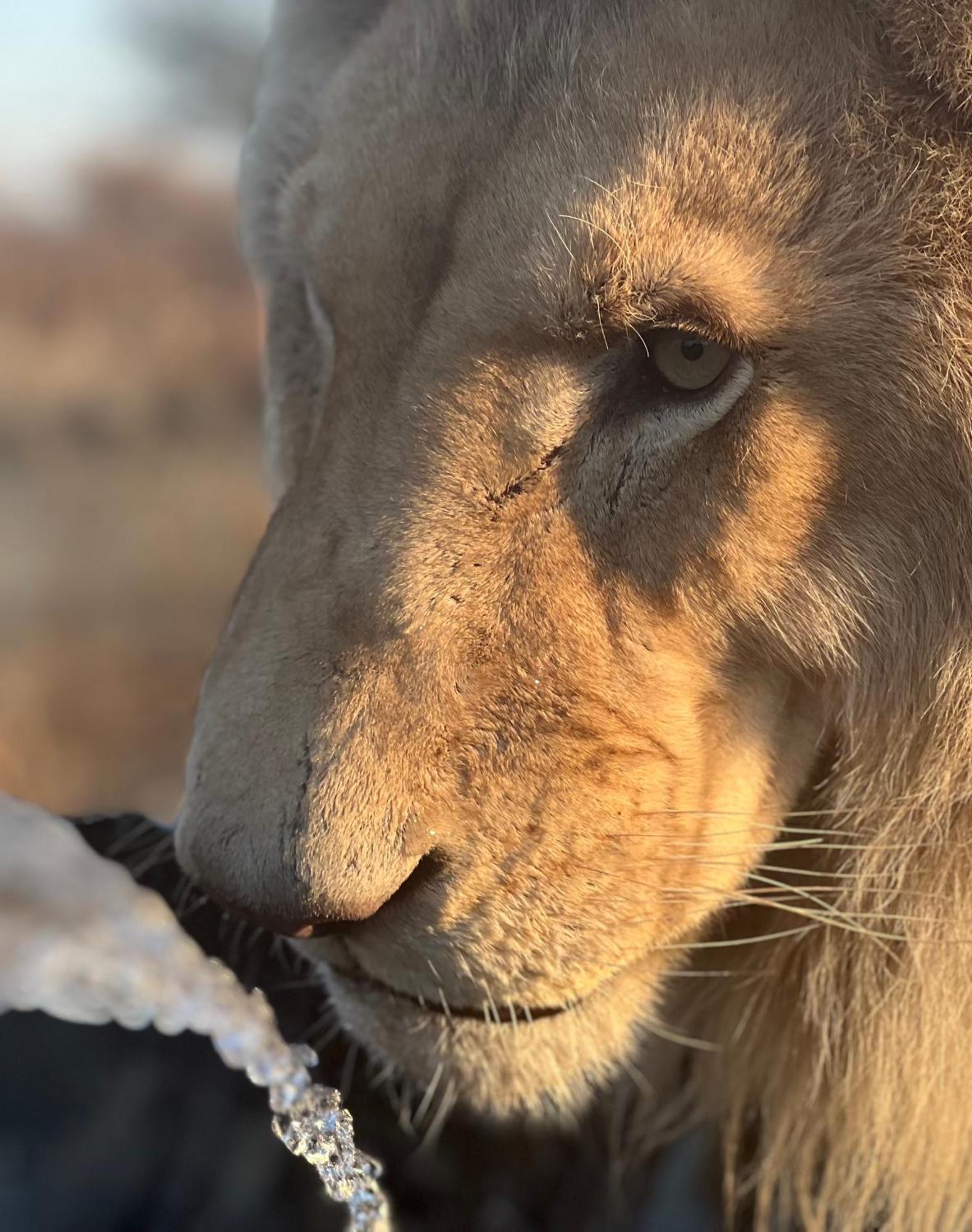 Simba Safaris African Pride Exotic Lodge Lephalale Exteriör bild