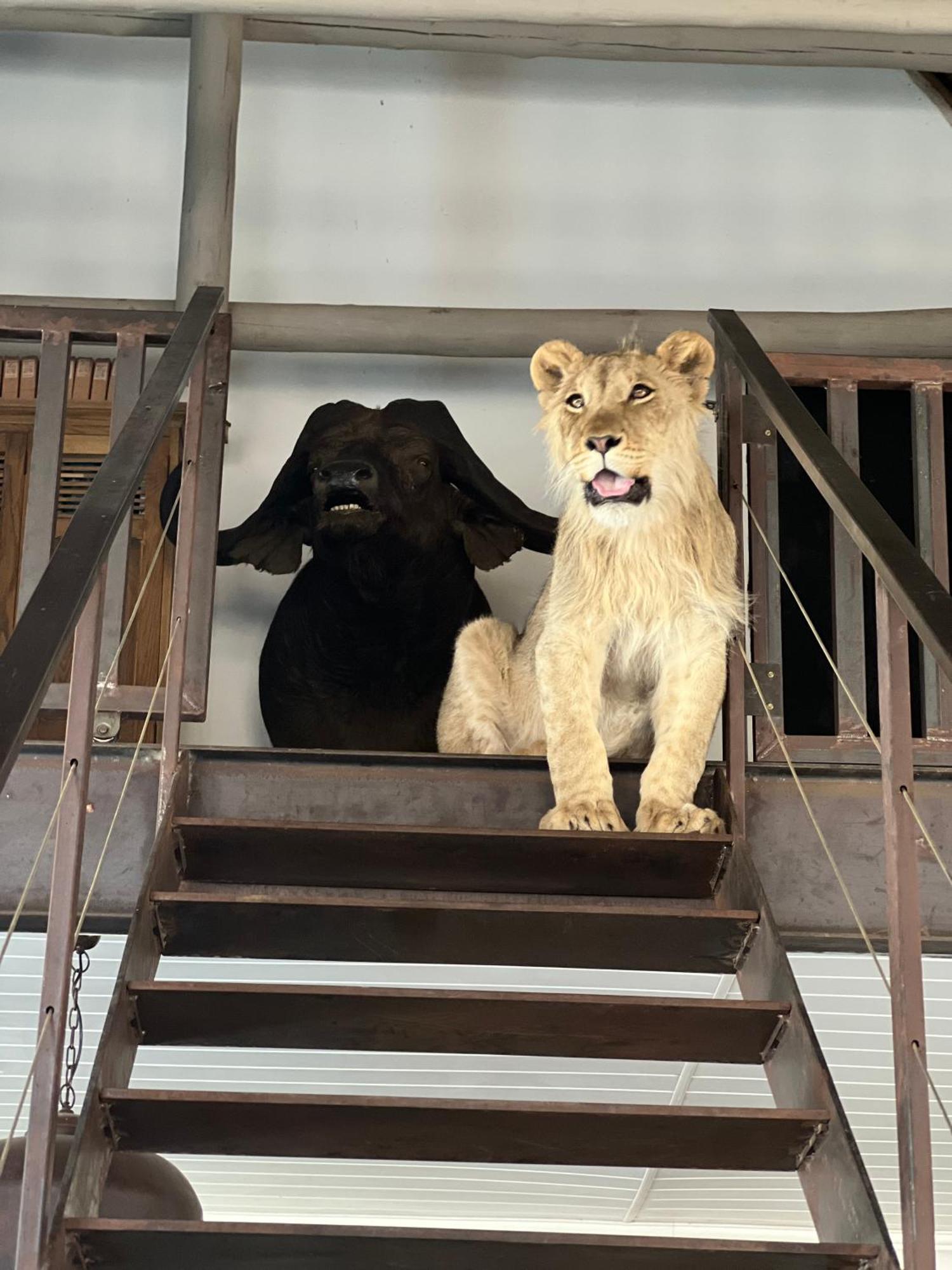 Simba Safaris African Pride Exotic Lodge Lephalale Exteriör bild