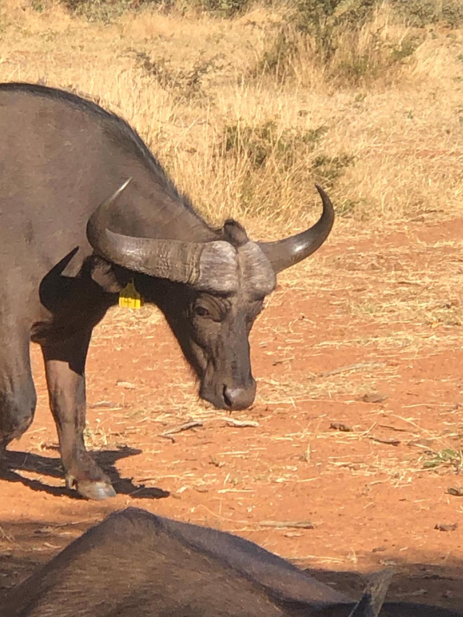 Simba Safaris African Pride Exotic Lodge Lephalale Exteriör bild