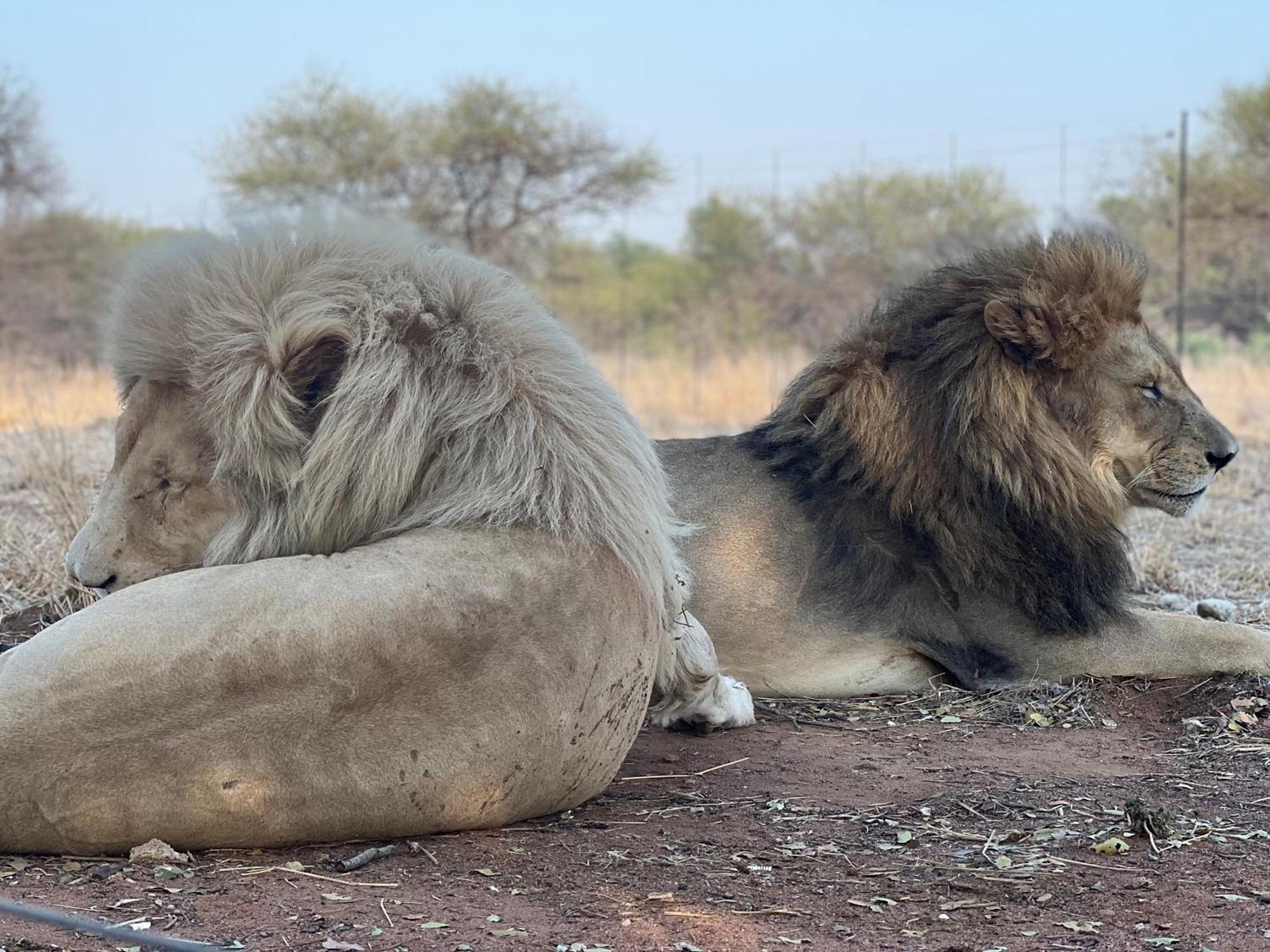 Simba Safaris African Pride Exotic Lodge Lephalale Exteriör bild