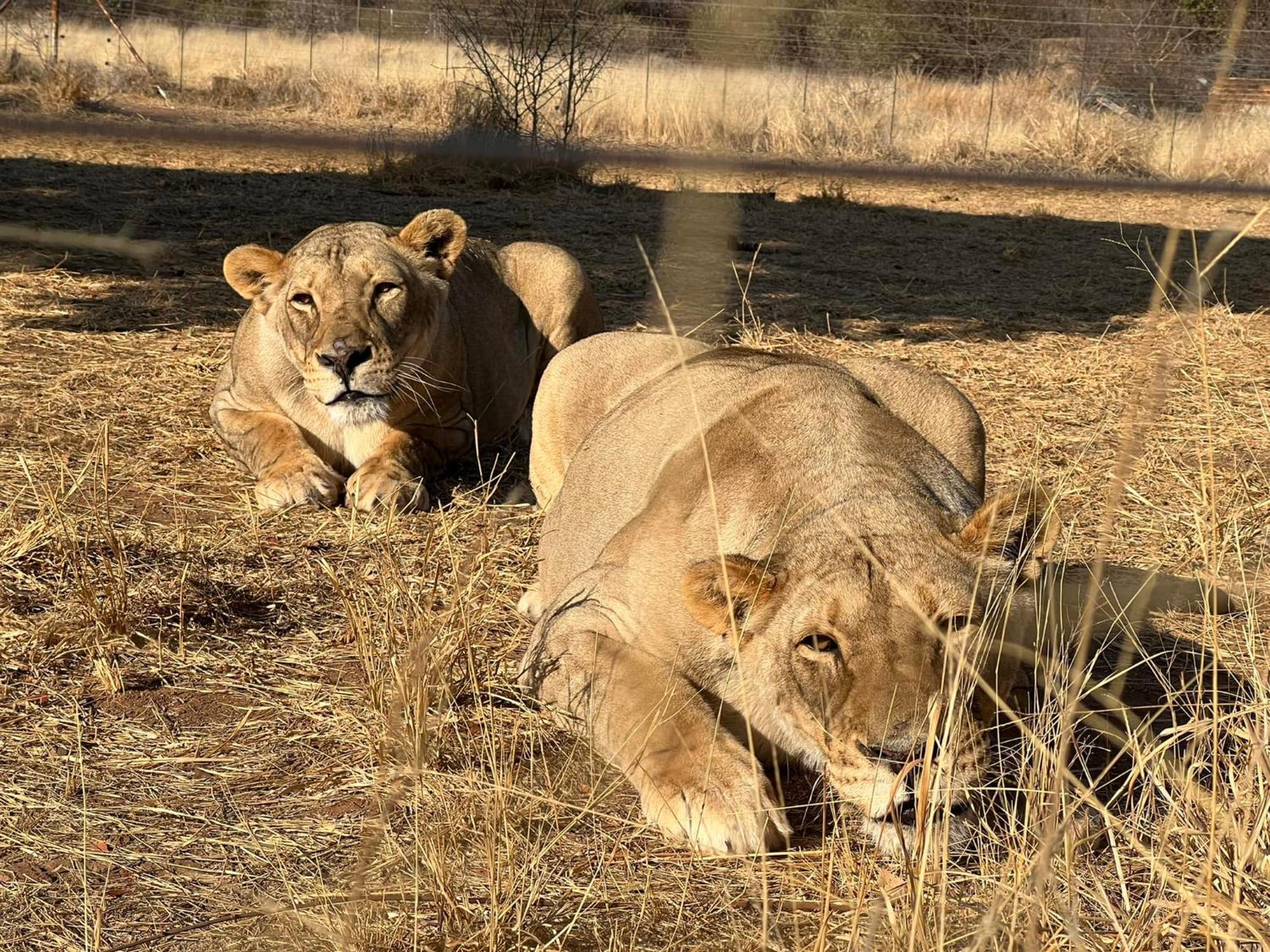 Simba Safaris African Pride Exotic Lodge Lephalale Exteriör bild
